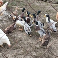 Indiai futókacsa eladó